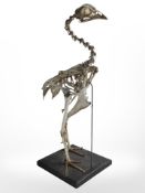A bird skeleton on plinth, height 42cm.