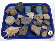 A group of geological specimens, conch shell, amethyst geode, etc.