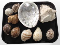 A group of seashells including a large Abalone shell.
