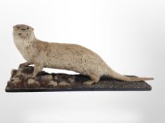 A taxidermy otter on naturalistic rock-work plinth, overall 98cm long x 24cm wide x 38cm high.
