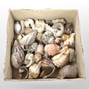 A collection of seashells.