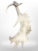A Moose antler, length 60cm.