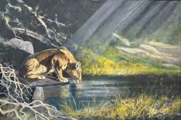 J Maitland : A Lioness drinking by a stream in sunlight, oil on canvas, 90cm x 60cm.