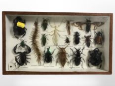 A cased montage of insects, 36cm x 20cm.