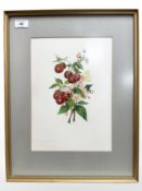 Dame Catherine Cookson OBE (British, 1906-1998) Still life of cherries, after E L Bateman,