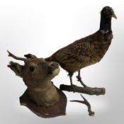 A taxidermy roe deer on oak shield plaque, and a further pheasant (as found).