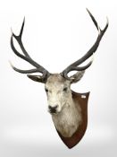 A taxidermy deer head mount on oak shield with ten points, width 88cm x height 130cm x depth 70cm.