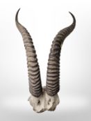 A pair of antelope horns,