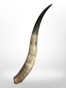 A large cow horn,