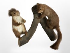 Two taxidermy red squirrels on naturalistic branch setting, length 44cm.