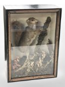 A Victorian taxidermy red squirrel in naturalistic setting in glazed display case, 38cm x 27cm.