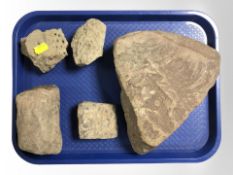 Five fossil specimens, longest 24cm.