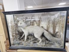 A Victorian taxidermy fox in naturalistic setting within glazed ebonised display case,