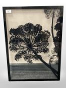 Contemporary School : Angelica, black acrylic laid to glass, with descriptive text below,