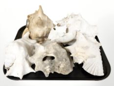 A group of conch and other sea shells