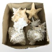 A group of mainly conch shells and a star fish