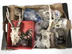 Two deer skulls, a quantity of sea shells, geological specimens, etc.