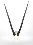 A gemsbok skull with antlers, length 106 cm.