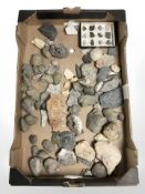 A collection of geology specimens and fossils (1 box)