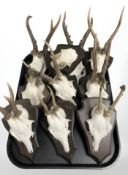 Ten roe deer skulls with antlers mounted on wooden shields.