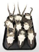 Ten roe deer skulls with antlers mounted on wooden shields.