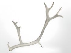 A stag antler,