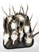 Ten roe deer skulls with antlers mounted on wooden shields.