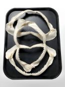 Three shark jaw specimens,