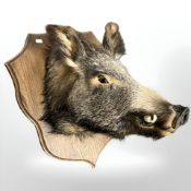 A taxidermy European Wild Boar head on oak shield plaque,