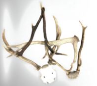 A pair of deer antlers with skull,