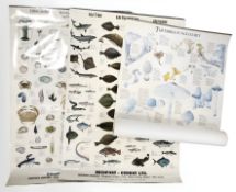Two Bridport Gundry Limited roll down charts depicting fish and sea life,