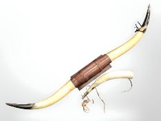 A large pair of cow horns mounted on plaque, width 122 cm, together with a further horn flask.
