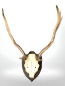 A pair of deer skull with antlers on plaque,