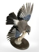 A taxidermy blue jay mounted on oak stand, height 44 cm.