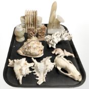 A group of sea shells, Coral specimen,