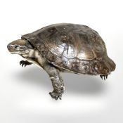 A taxidermy terrapin, length 14 cm.