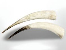 A pair of very large Ankole cow horns,