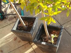 A Pair of Lollipop Tree / Planters