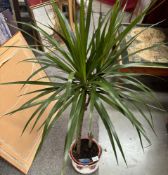 A Dragon tree