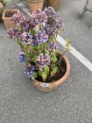 A circular terracotta pot with hydrangea
