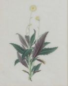 English School, late 18th/early 19th century