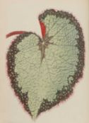NATURAL HISTORY: