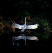 ▲ Piers Mason (b.1974)