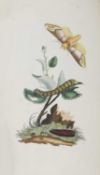 BRITISH INSECTS- DONOVAN, Edward: