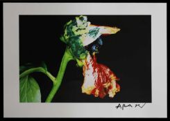 Nobuyoshi Araki (Japanese, b.1940)