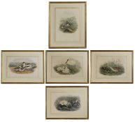 John Gould (1804-1881) and Henry Constantine Richter (1821-1902)