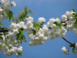 Spring Timed Auction