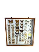 A cased complete collection of all 70 British butterflies arranged by The National Butterfly Museum