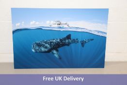 Acrylic Photo Print of Whale Shark and Boat, 90cm x 60cm