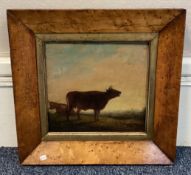 An old maple framed primitive oil on panel depicting bulls.